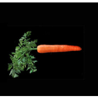 Similar Investor Carrot Capital