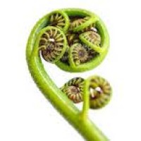 Similar Investor Fiddlehead Ventures