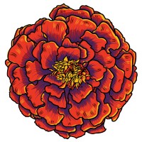 Similar Investor Marigold Capital